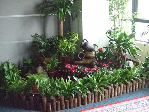 室內(nèi)租擺養(yǎng)護